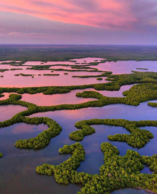 🐊The Everglades🐆 At Peace in the National Parks Yoga Series
