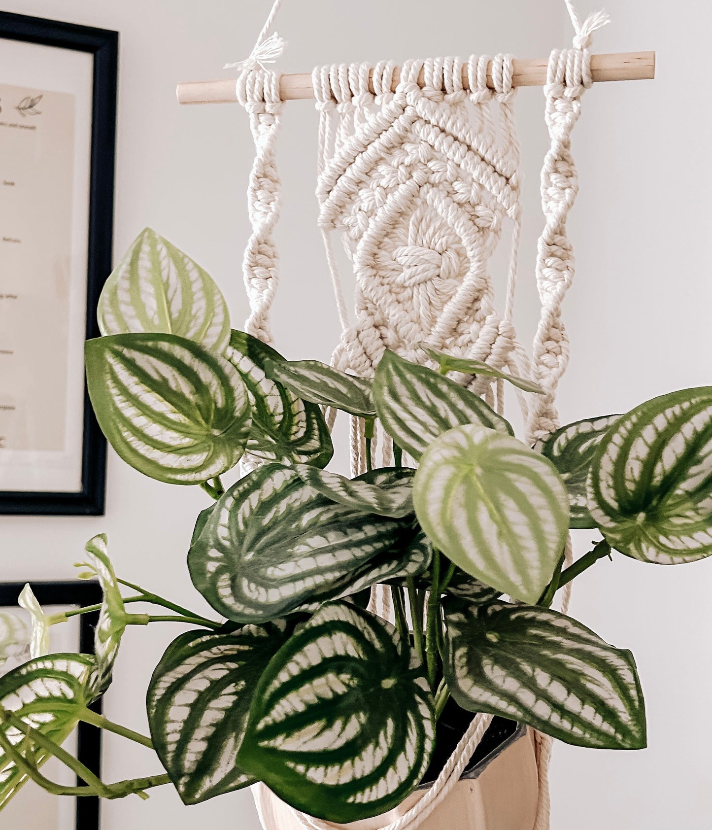Macrame Plant Hanger