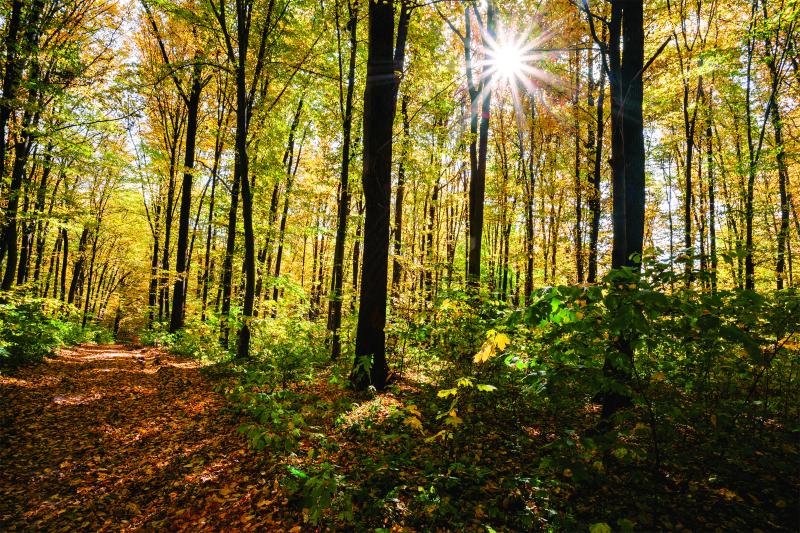 🌲Sylvotherapy: Forest Immersion Therapy