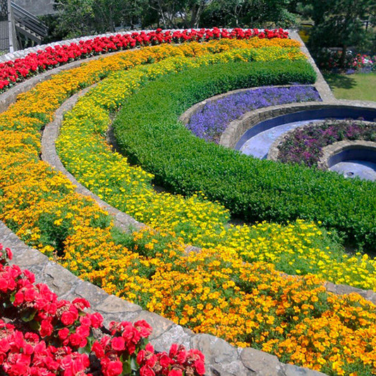🌈🌷Spring Flower + Chakra Balancing Meditation