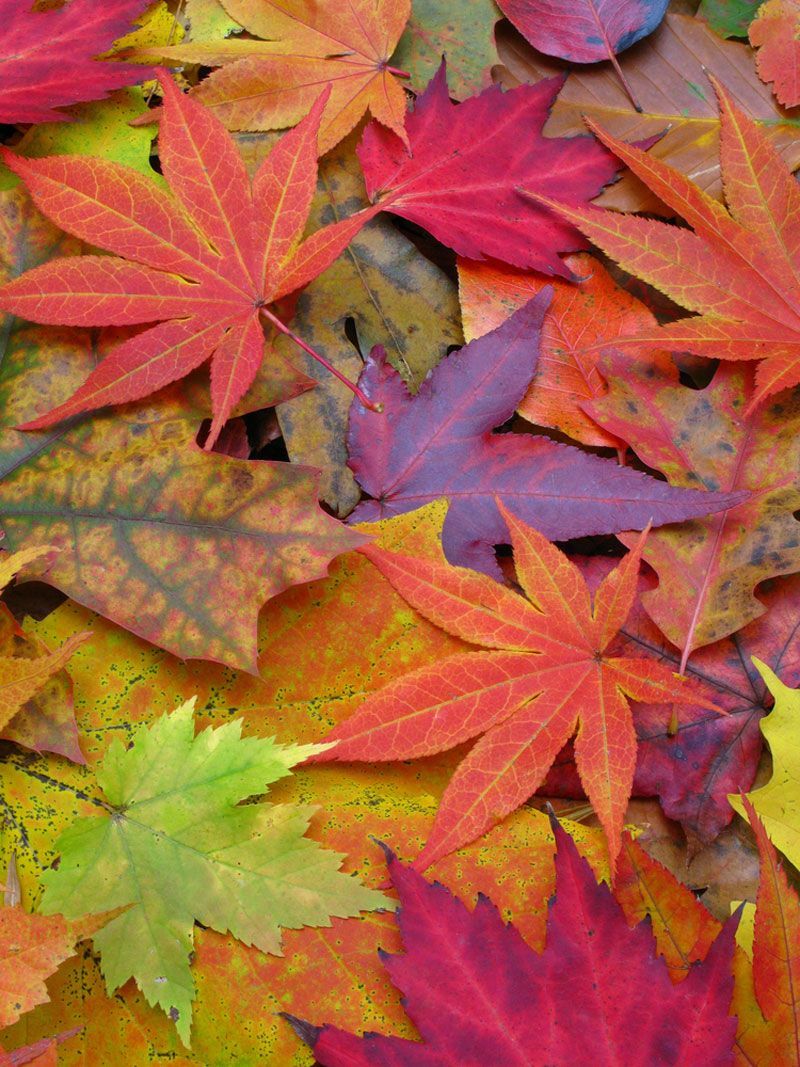 🌈Chakra +🍁Fall Leaves Meditation